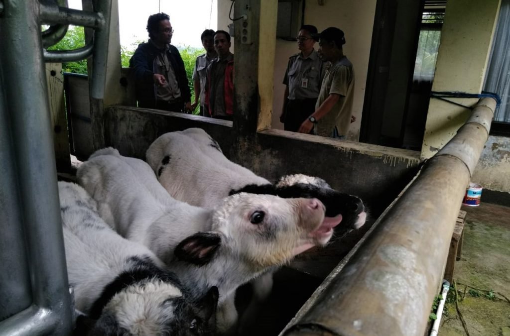 Monitoring sapi BB (1)