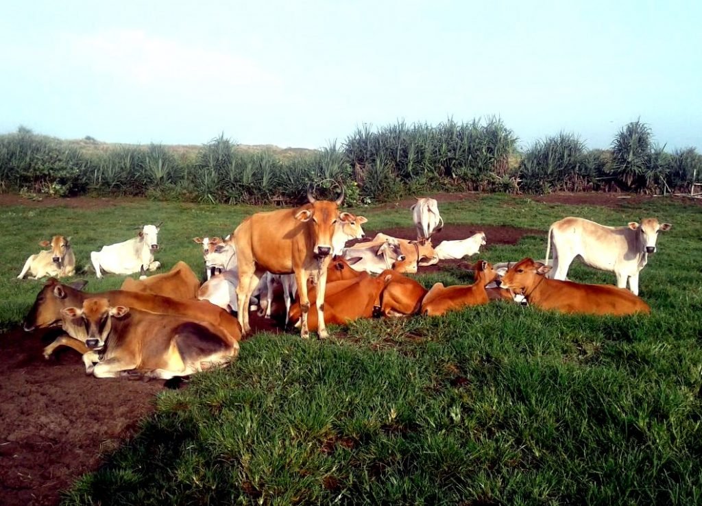 Produktifitas sapi pasundan (1)