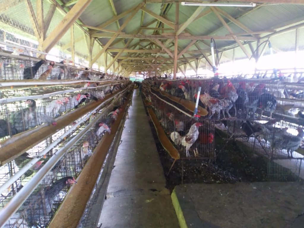 22FEB- AYAM1 MOlting