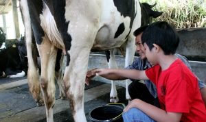 Wisata Edukasi Ternak (1)