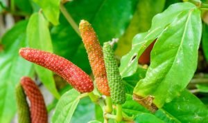 Cabai Jawa, Harta Karun Tanaman Obat Indonesia